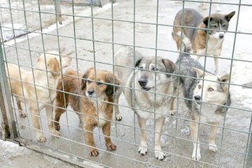 Inspectorii veterinari au închis adăposturi de câini fără stăpân din județul Constanţa